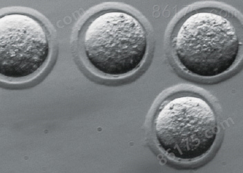 小鼠胚胎